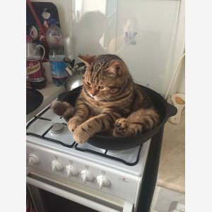 Just Light It, Linda   Depressed Cat In Pot On Stove   Full Image